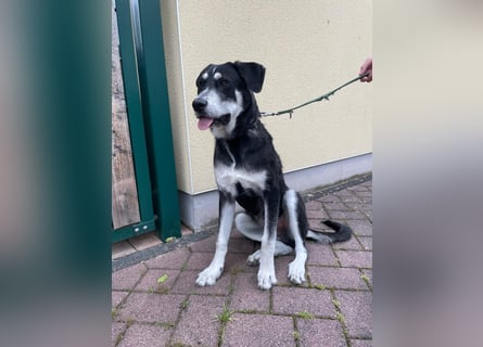 Raio sucht seinen Hof
