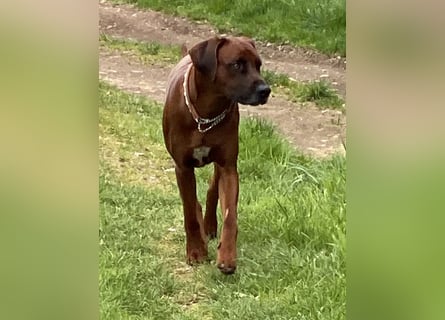 Rhodesian Ridgeback Dark Wheaten