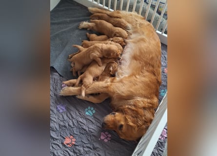 Dark Golden Retriever Welpen (Abgabe ab Mitte August)