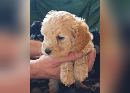 Wunderschöne Maltipoo Welpen