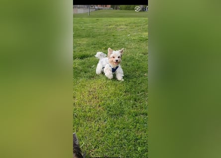 Kleiner Biewer Yorkshire Terrier Welpe a la Pom Pon tricolor / reinrassig / selten Rüde