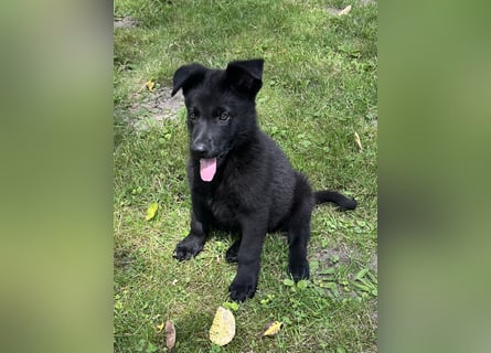 Typvolle Schäferhund Welpen aus Kör und Leistungszucht  abzugeben.