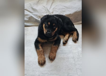 Rottweiler Schäferhund Mix