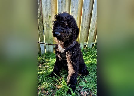 Labradoodle