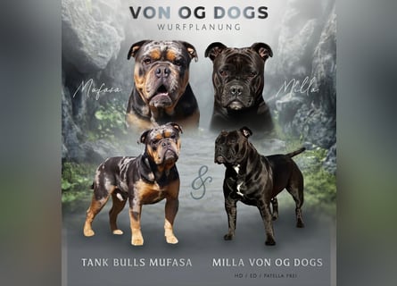 Old English Bulldog Welpen