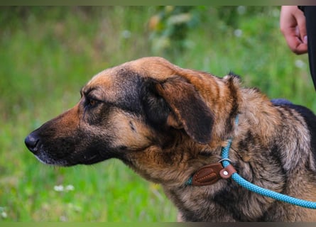 Zita, Schäferhund-Mix, lieb und verträglich  auch mit  Katzen