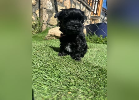 Yorkshire terrier schwarz mädchen