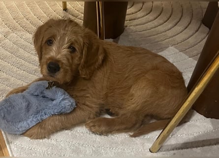 Labradoodle Welpen F1 in foxred