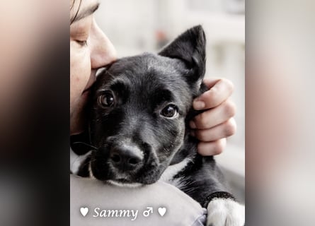 Kokonimix Tammy und Sammy suchen ein Zuhause