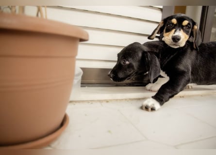 Kokonimix Tammy und Sammy suchen ein Zuhause