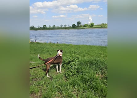 Cayo, 5 Jahre, sucht kompetentes Zuhause
