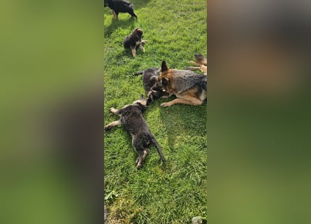 Schäferhund Welpen