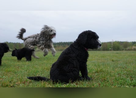 Doodle Bergamasker Barbet Mix Bergamasco Franz. Wasserhund Bergadoodle für Allergiker nicht haarend