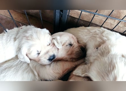 Golden Retriever Welpen