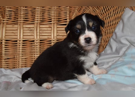 Traumhafte Mini Aussie Welpen, aus seriös. Zucht!