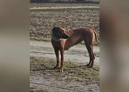 Rodesian Ridgeback Welpen im Kennel "Free Spirit"