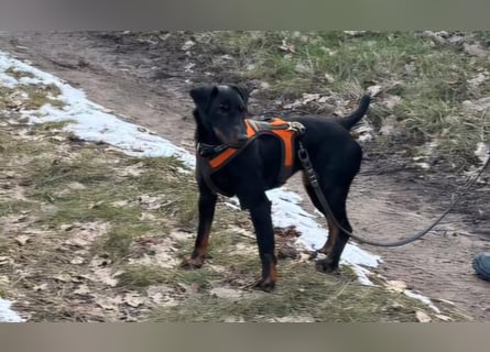 Holly: sucht DRINGEND ihre Endstelle zum Ankommen in 74906 Bad Rappenau