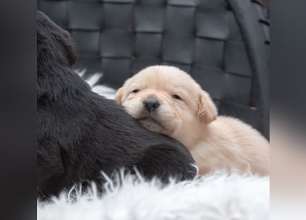 Wunderschöne Labrador Welpen sind noch frei!
