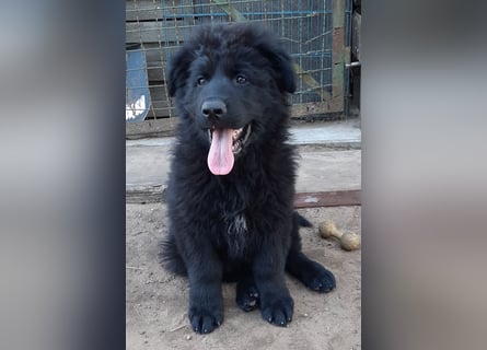 Altdeutsche Schäferhund Welpen