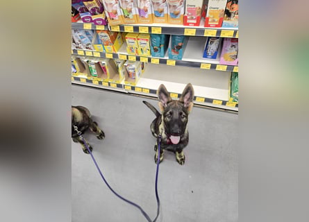 Dunkelgraue Schäferhunde aus Kör-u.Leistungzucht