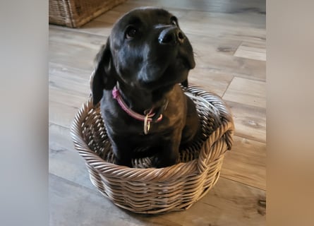 Mischlingswelben Cane Corso / Rottweiler Welpen