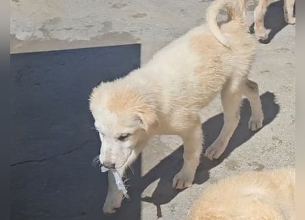 Mogli: einmalig unkompliziert