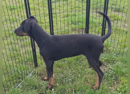 Dobermann Welpen mit Ahnentafel u. Bringservice