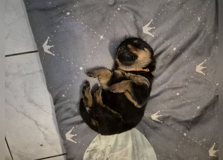 Rottweiler Schäferhund Mischling
