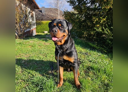 Rottirüde (20 Monate) sucht neues Zuhause