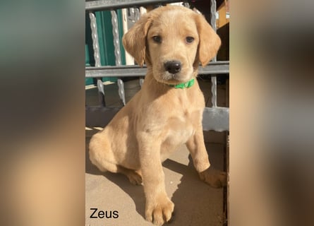 Labradoodle F1 apricot