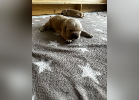 Golden Retriever Welpen mit Ahnentafel