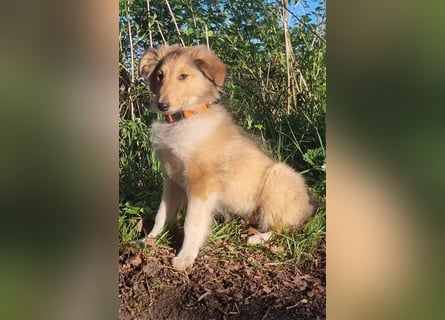 Hübsche Amerikanische Collie Welpen