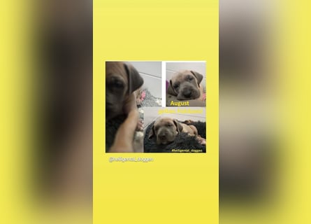 Deutsche Doggen Welpen US Linie Sonderfarben