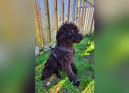 Labradoodle