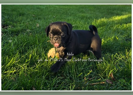 Mops Welpen