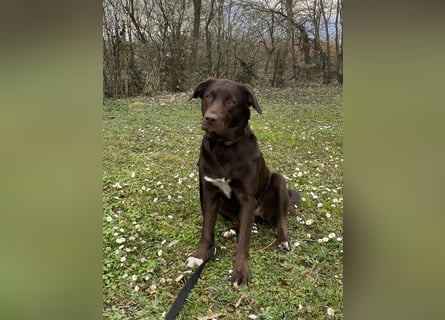 Labrador
