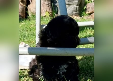 Reinrassige Shih Tzu  Welpen suchen sofort ein neues zu Hause