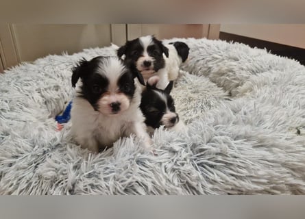 Reinrassige Papillon Welpen – Liebevoll in Familienhand aufgewachsen