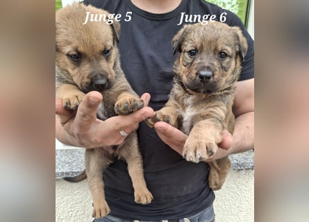 Sieben Welpen suchen ab Mitte Juni, ihr für immer Zuhause!