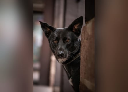 Canaan Dog-Welpen (Kanaan-Hund)