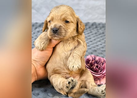 Schöne Cockapoo-Welpen
