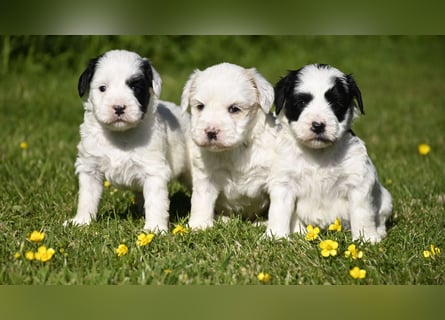 traumhaft hübscher Tibet Terrier Welpen aus erfahrender Zucht  sind geboren dürfen im Juni ausziehen