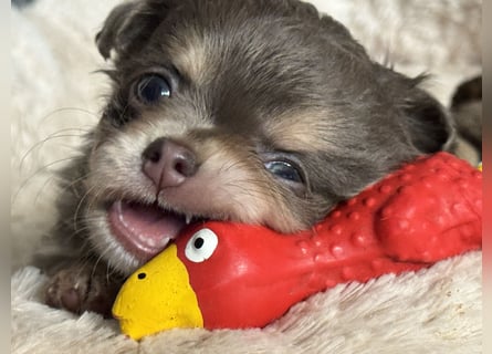 Wir haben aktuell Welpen. 2 Chihuahua Mädels