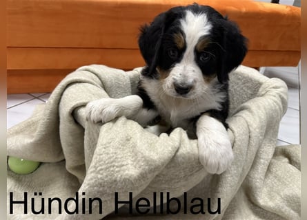 Berner Sennenhund Welpen reinrassig