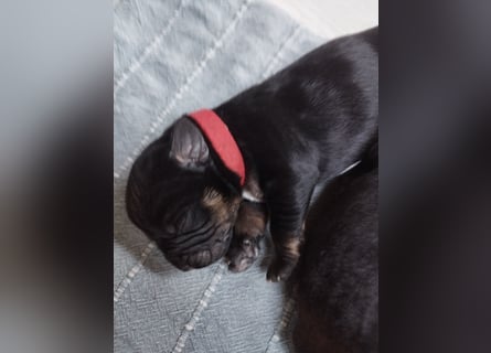 OEB Mix Welpen ideale Familienhunde