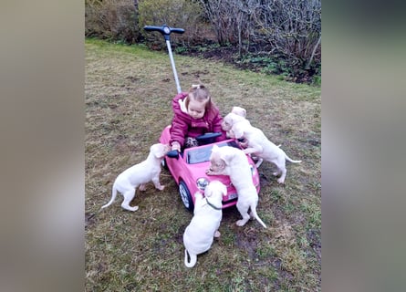 NEUE Welpen sind da.. die reinrassigen Dogo Argentinos mit Ahnenpass
