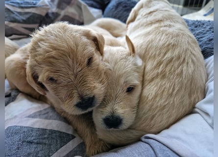 Labradoddle F1