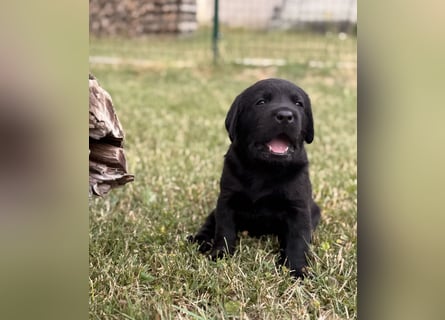 Labrador Welpen mit Ahnentafel