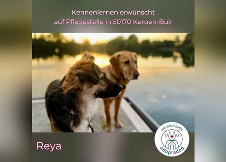 Reya: Wunderschön und voller Energie (auf Pflegestelle in 50170 Kerpen-Buir)