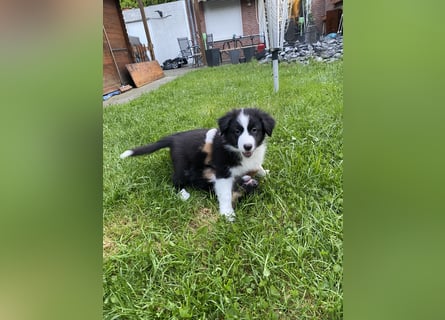 Supersüsse Australian Shepherd Welpen in der Farbe